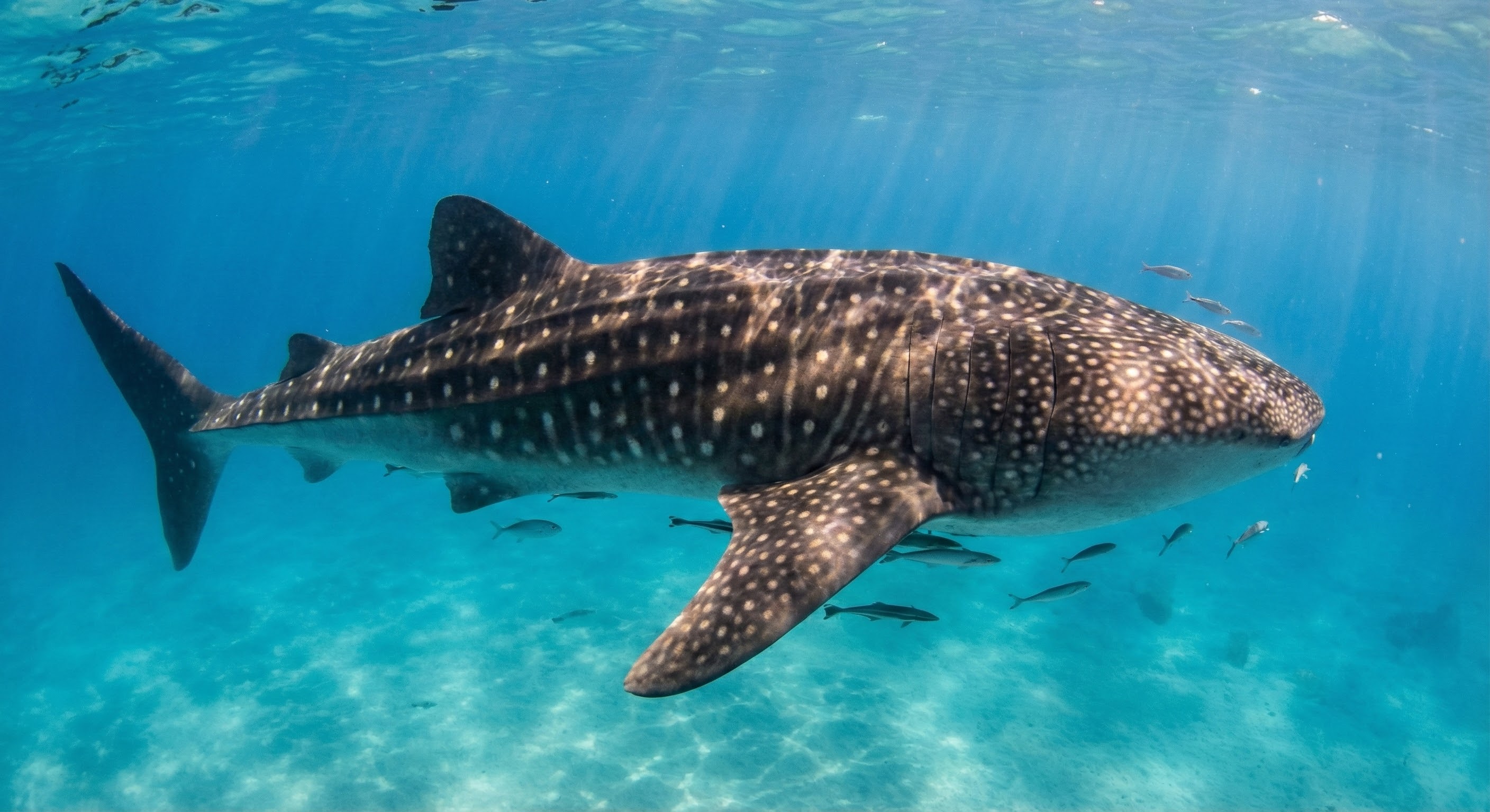 Whale Shark